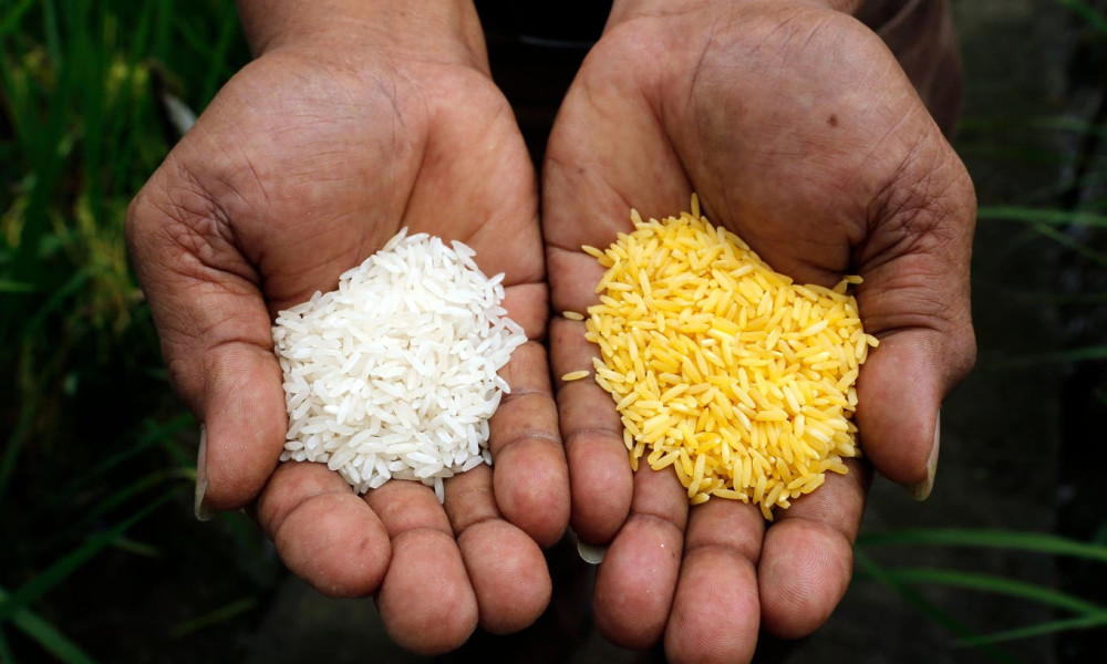 Man sieht dem Golden Rice seine gentechnische Veränderung sofort an: Die Körner schimmern goldgelb. Sie enthalten Betacarotin, eine Vorstufe von Vitamin A.