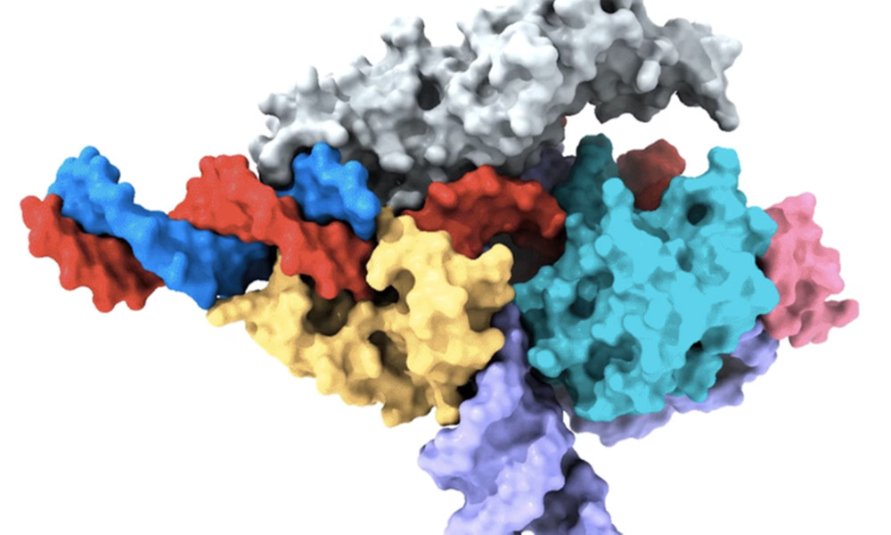 Abgebildet ist eine Kryo-EM-Karte eines Fanzor-Proteins (grau, gelb, hellblau und rosa) im Komplex mit ωRNA (lila) und seiner Ziel-DNA (rot). Ein Nicht-Ziel-DNA-Strang ist blau dargestellt.